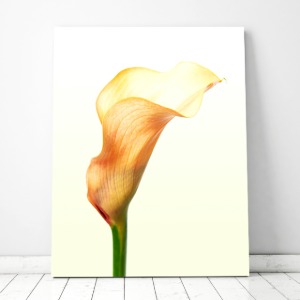 Calla lily No1 북유럽풍 플라워 인테리어 식물 사진 그림 액자 100 x 73 cm